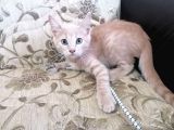 Hari̇ka Beyaz Yavru Kedi̇