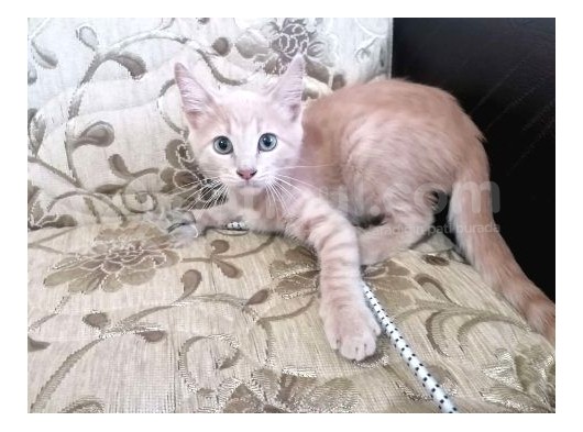 Hari̇ka Beyaz Yavru Kedi̇