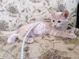 Hari̇ka Beyaz Yavru Kedi̇