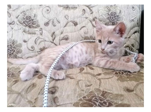 Hari̇ka Beyaz Yavru Kedi̇ görsel