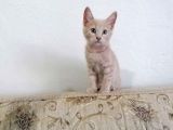 Hari̇ka Beyaz Yavru Kedi̇