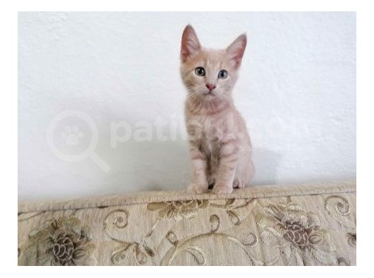 Hari̇ka Beyaz Yavru Kedi̇ görsel