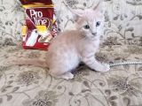 Hari̇ka Beyaz Yavru Kedi̇