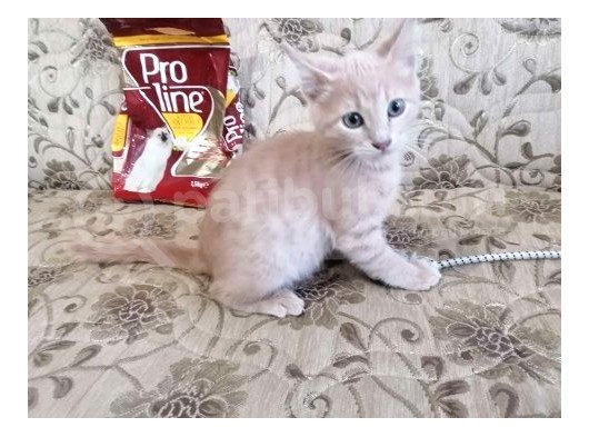 Hari̇ka Beyaz Yavru Kedi̇ görsel