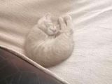 Hari̇ka Beyaz Yavru Kedi̇