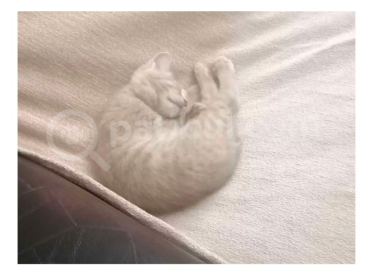 Hari̇ka Beyaz Yavru Kedi̇ görsel