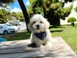 Mini Boy Maltese Yavrular