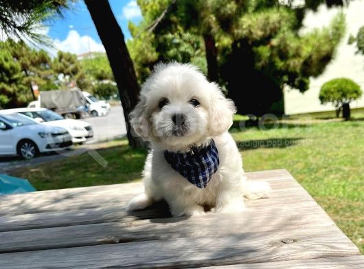 Mini Boy Maltese Yavrular görsel