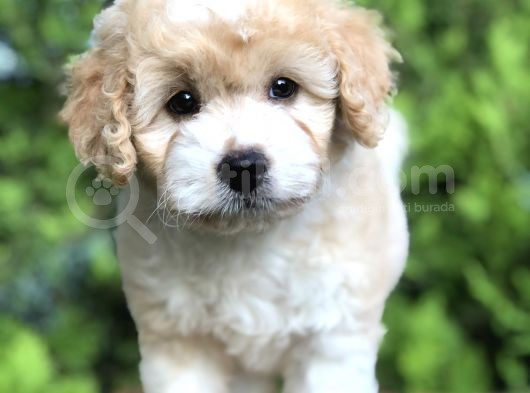 Party Color Maltıpoo Yavrumuz görsel