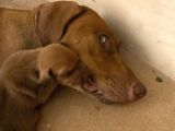 Rhodesian Ridgeback
