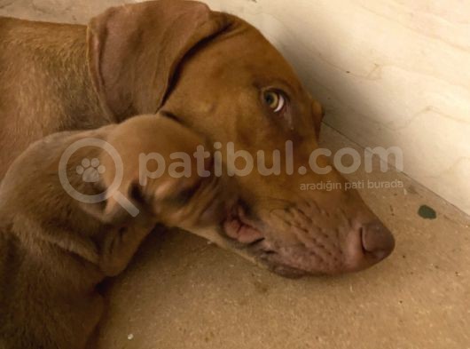 Rhodesian Ridgeback
