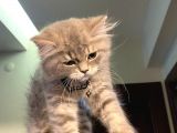 3 Aylık Brtisih Longhair Silver
