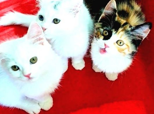 Her İli̇mi̇ze Gönderi̇m Mümkündür görsel