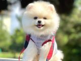Ayıcık Surat Boo Pomeranian Yavrular