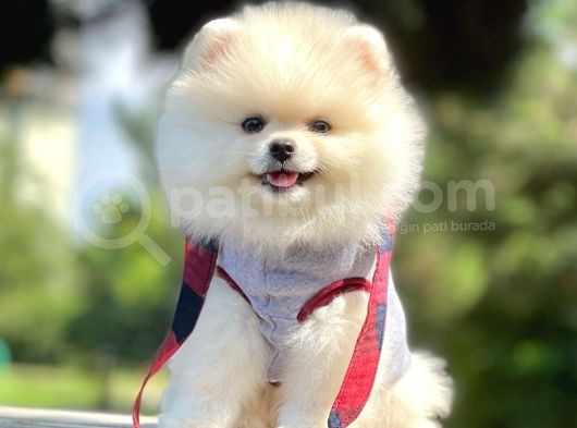 Ayıcık Surat Boo Pomeranian Yavrular görsel