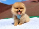 Pomeranian Boo Teddy Face Dişi Erkek Yavrularımız