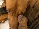 Rhodesian Ridgeback