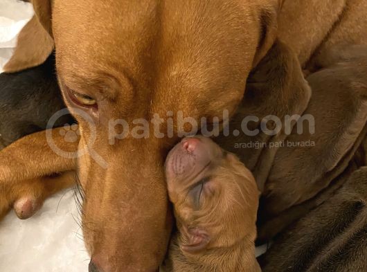 Rhodesian Ridgeback görsel