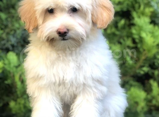Wc Egitimli Gold Morkie görsel