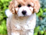 Party Color Maltıpoo Yavrumuz