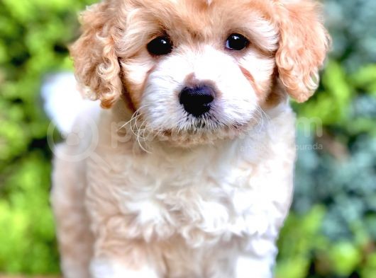 Party Color Maltıpoo Yavrumuz görsel