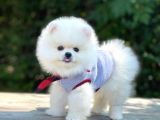 Ayıcık Surat Boo Pomeranian Yavrular