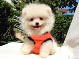 Pomeranian Boo Teddy Face Dişi Erkek Yavrularımız