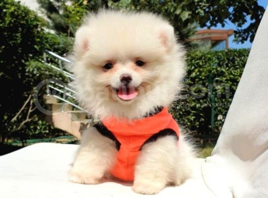 Pomeranian Boo Teddy Face Dişi Erkek Yavrularımız görsel