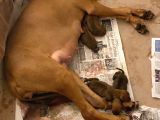 Rhodesian Ridgeback