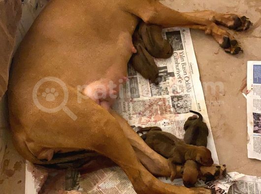 Rhodesian Ridgeback görsel