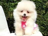 Pomeranian Boo Teddy Face Dişi Erkek Yavrularımız