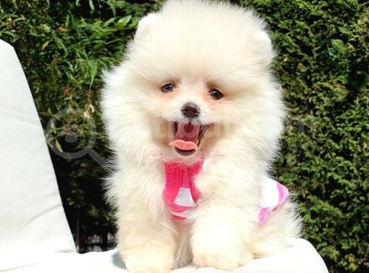 Pomeranian Boo Teddy Face Dişi Erkek Yavrularımız görsel