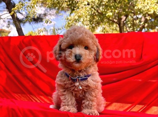 Toy Poodle Mini Boy Yavrular görsel