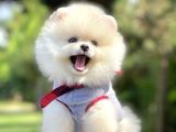 Ayıcık Surat Boo Pomeranian Yavrular