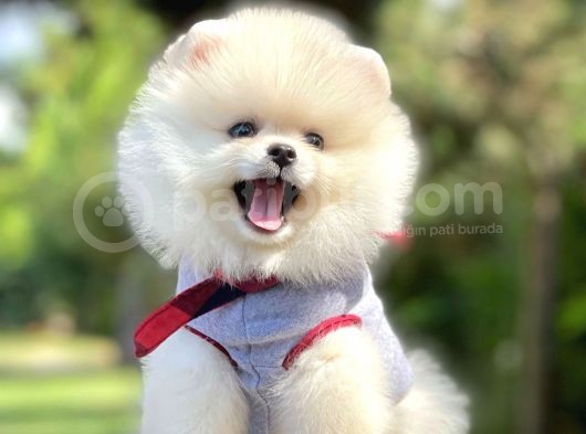 Ayıcık Surat Boo Pomeranian Yavrular