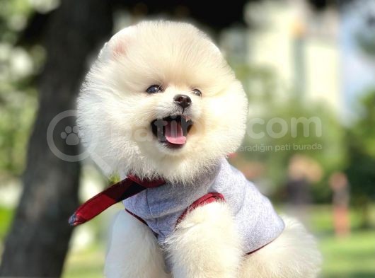 Ayıcık Surat Boo Pomeranian Yavrular görsel