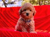 Toy Poodle Mini Boy Yavrular