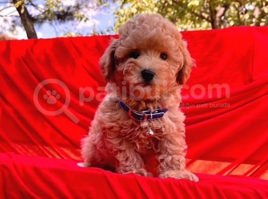 Toy Poodle Mini Boy Yavrular