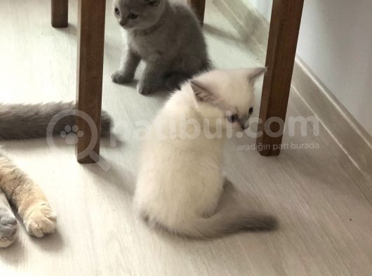 Yedi Nesildir Bizimle Olan Çocuklarımızın British Ve Scottish Yavruları görsel