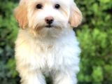 Wc Egitimli Gold Morkie