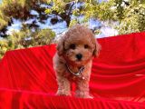 Toy Poodle Mini Boy Yavrular