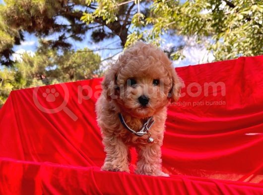 Toy Poodle Mini Boy Yavrular görsel