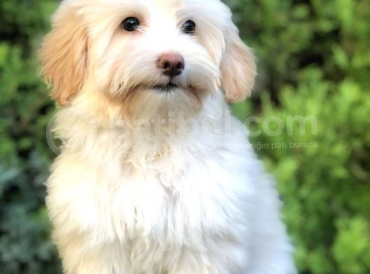 Wc Egitimli Gold Morkie görsel