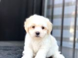 Di̇şi̇ Ve Erkek Maltese Terri̇er