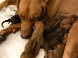 Rhodesian Ridgeback