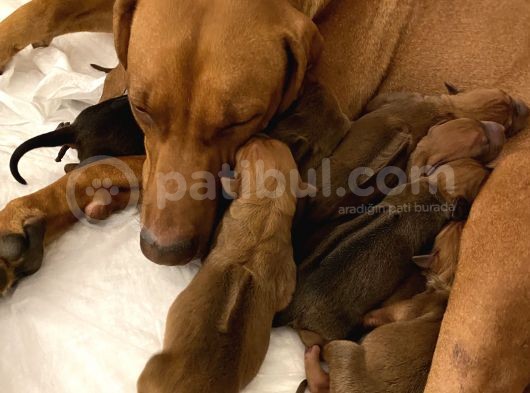 Rhodesian Ridgeback görsel