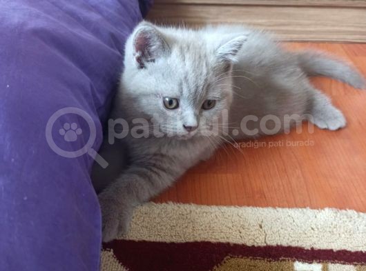 2 Aylık Yavru Erkek Yavrumuz görsel