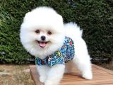 Pomeranian Boo Teddy Face Dişi Erkek Yavrularımız