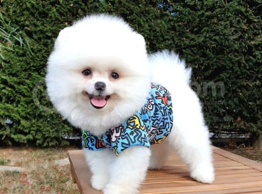 Pomeranian Boo Teddy Face Dişi Erkek Yavrularımız görsel