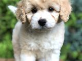Party Color Maltıpoo Yavrumuz